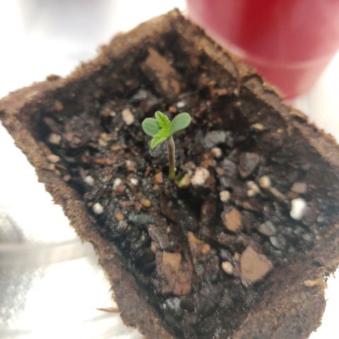 Aries growlog timeline photo