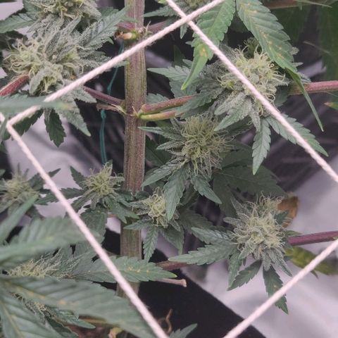Aries growlog photo: Purple Stems