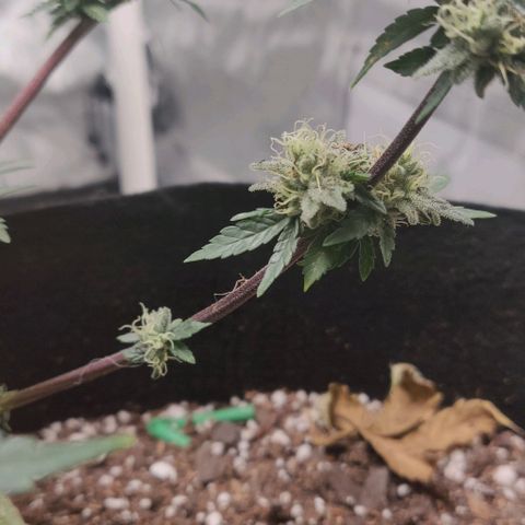 Aries growlog photo: Purple Stems