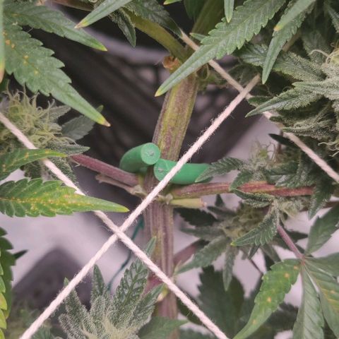 Aries growlog photo: Purple Stems