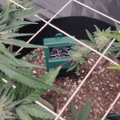 Aries growlog photo: Dry