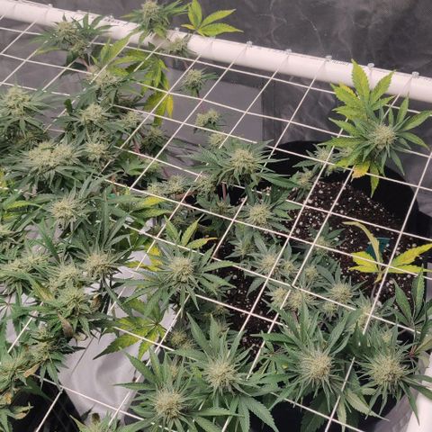 Aries growlog timeline photo