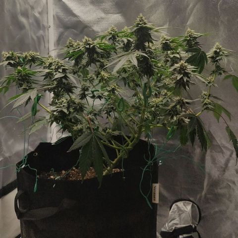 Athena growlog timeline photo