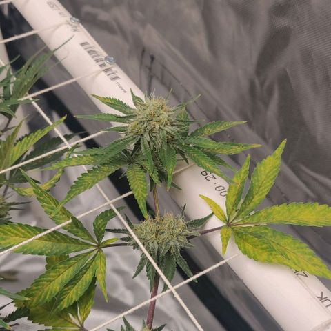 Aries growlog photo: They feel kind of dry