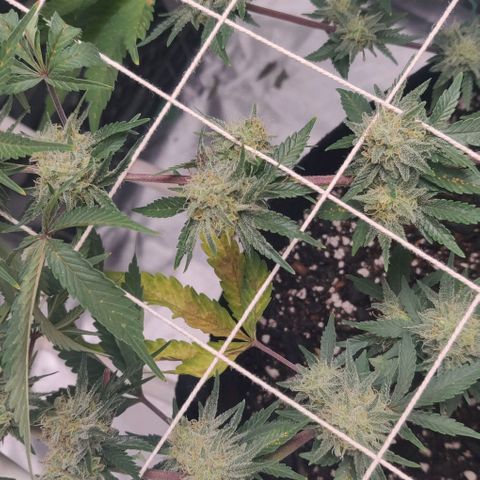 Aries growlog photo: They feel kind of dry