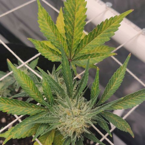 Aries growlog photo: They feel kind of dry