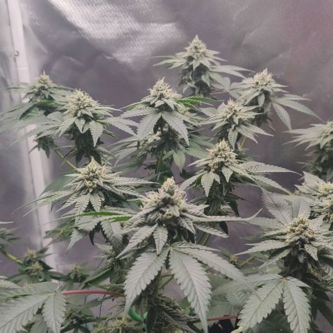 Athena growlog timeline photo