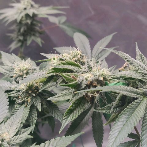 Athena growlog timeline photo
