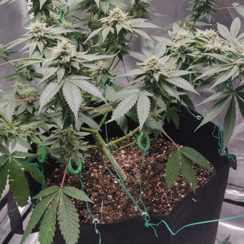 Athena growlog timeline photo