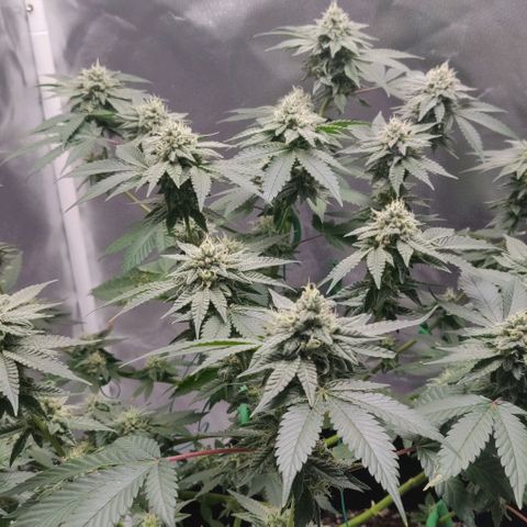 Athena growlog timeline photo
