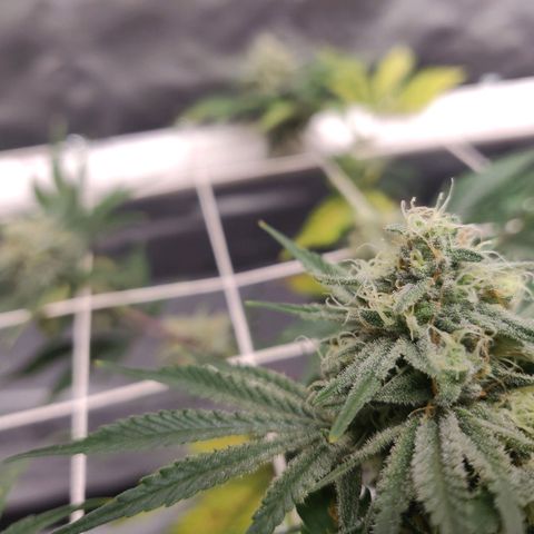 Aries growlog timeline photo