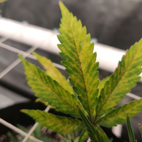 Aries growlog timeline photo