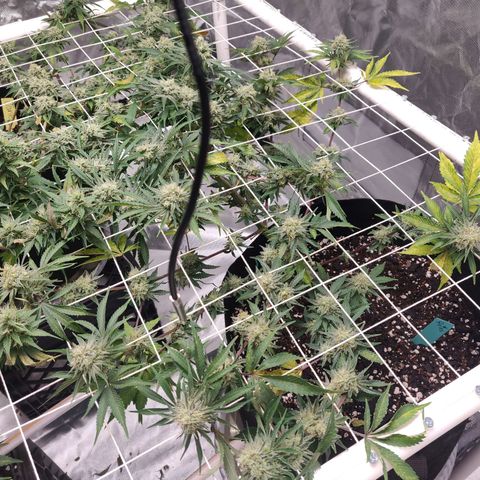 Aries growlog timeline photo