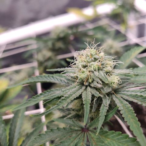 Aries growlog timeline photo