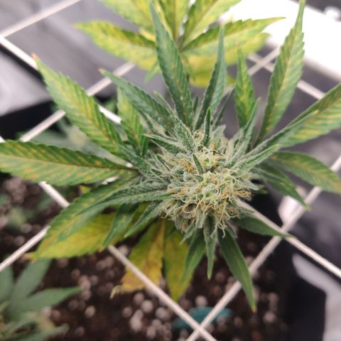 Aries growlog timeline photo