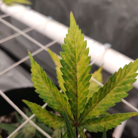 Aries growlog timeline photo