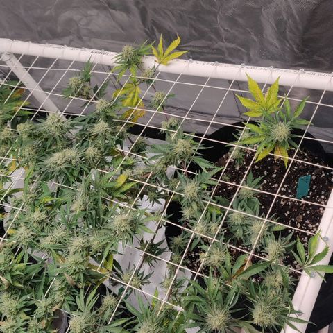 Aries growlog timeline photo