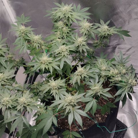 Athena growlog photo: 730pm