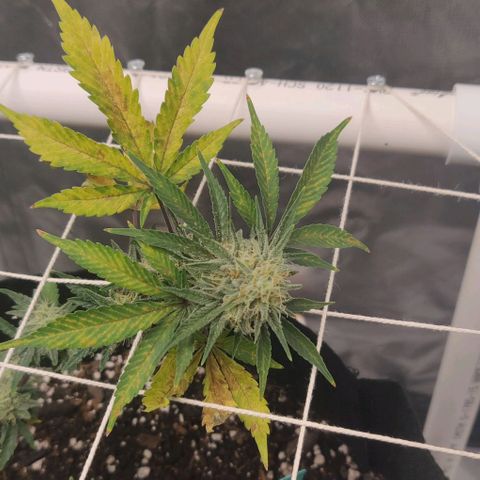 Aries growlog timeline photo