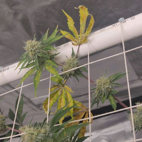 Aries growlog timeline photo