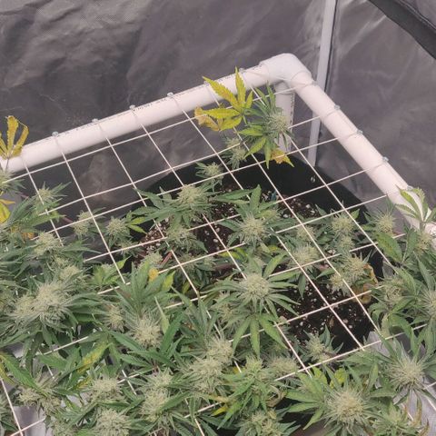 Aries growlog timeline photo