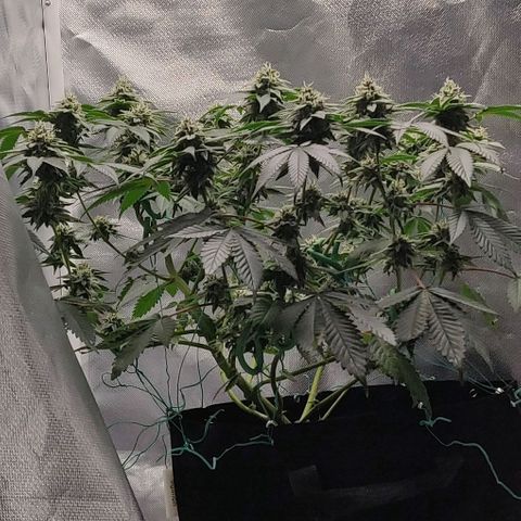 Athena growlog timeline photo