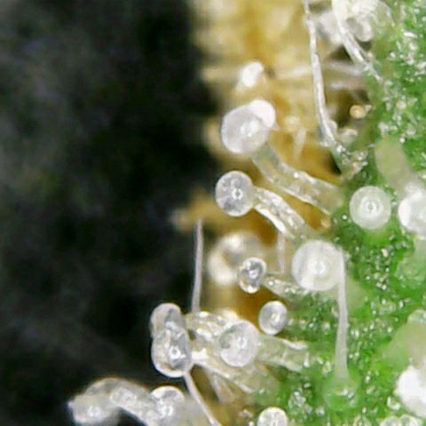 Athena growlog timeline photo