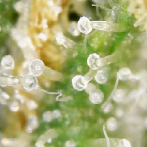 Athena growlog timeline photo