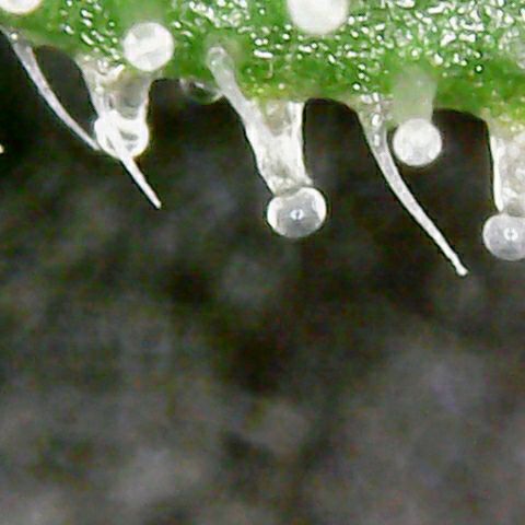 Athena growlog timeline photo