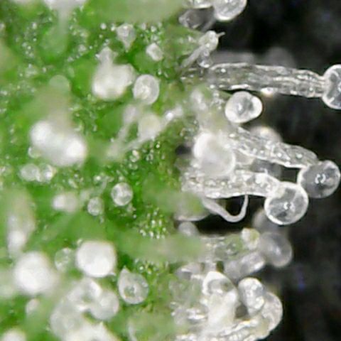 Athena growlog timeline photo