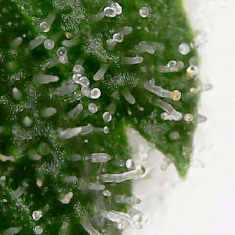 Athena growlog timeline photo