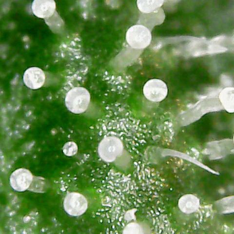 Athena growlog timeline photo