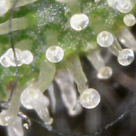 Aries growlog timeline photo