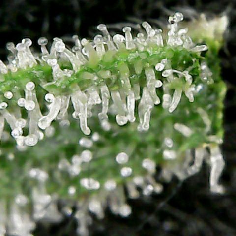 Aries growlog timeline photo