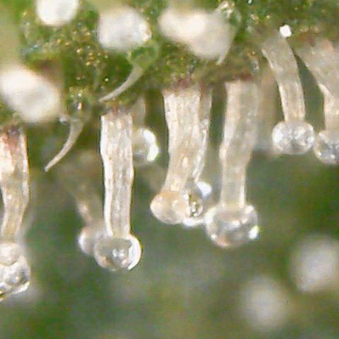 Aries growlog timeline photo