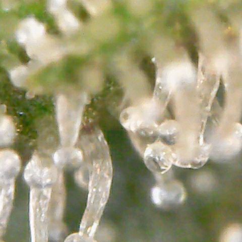 Aries growlog timeline photo