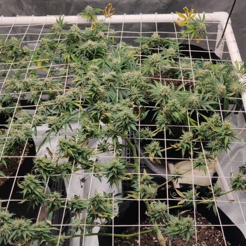 Aries growlog timeline photo