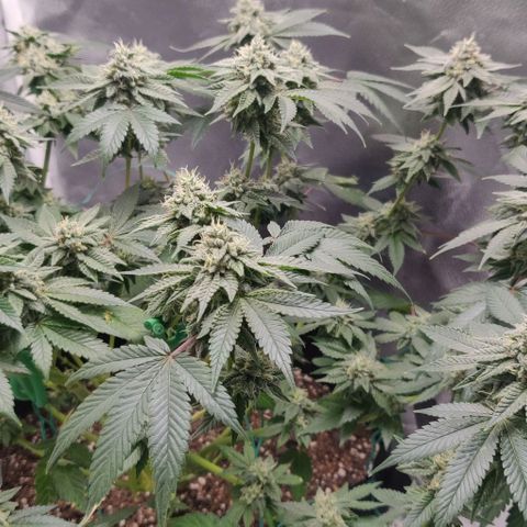 Athena growlog timeline photo