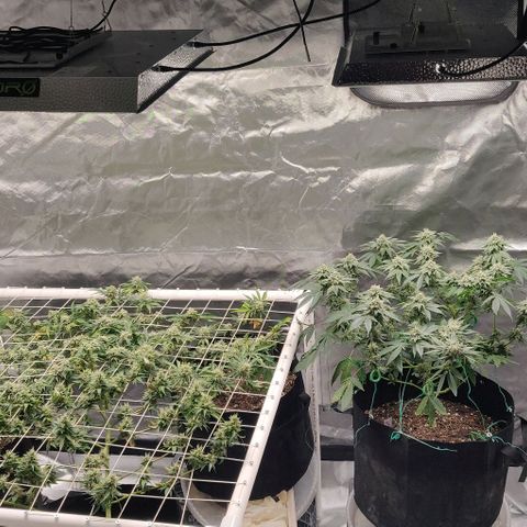 Aries growlog photo: Moved Athena to 5x5