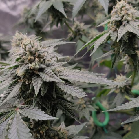 Athena growlog timeline photo