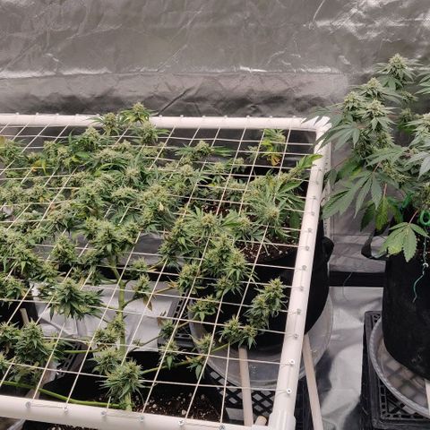 Aries growlog timeline photo