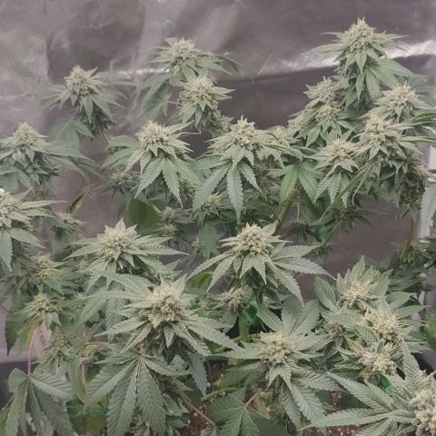 Athena growlog timeline photo