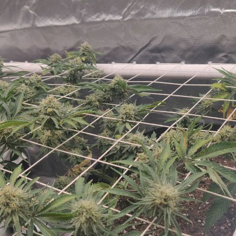 Aries growlog timeline photo