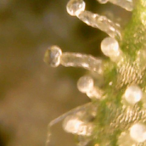 Athena growlog timeline photo