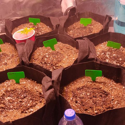 Aries growlog timeline photo