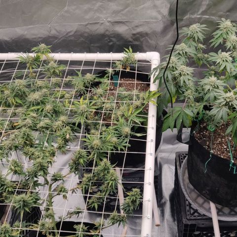 Aries growlog timeline photo