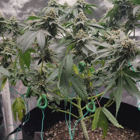 Athena growlog timeline photo