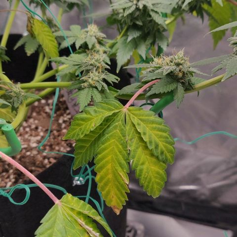Athena growlog timeline photo
