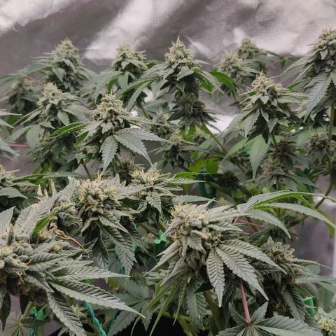 Athena growlog timeline photo