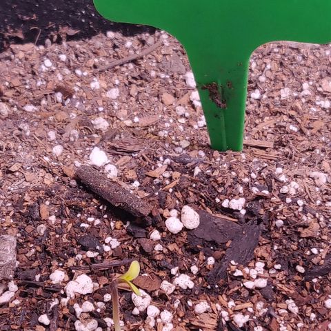 Aries growlog photo: 3 sprouted last night